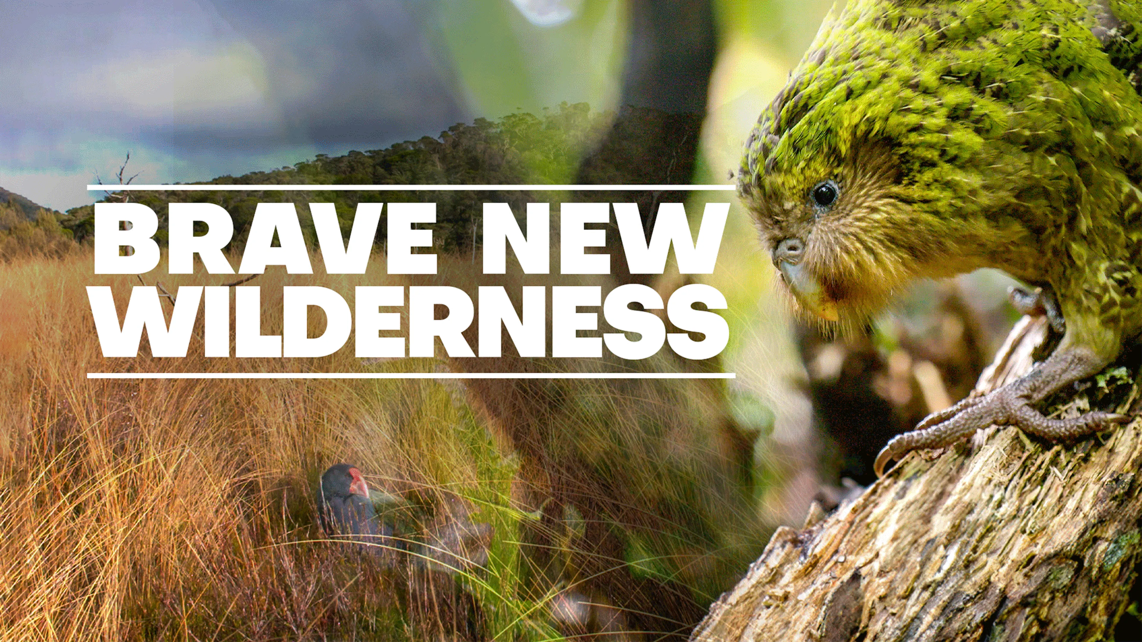 Brave New Wilderness poster
